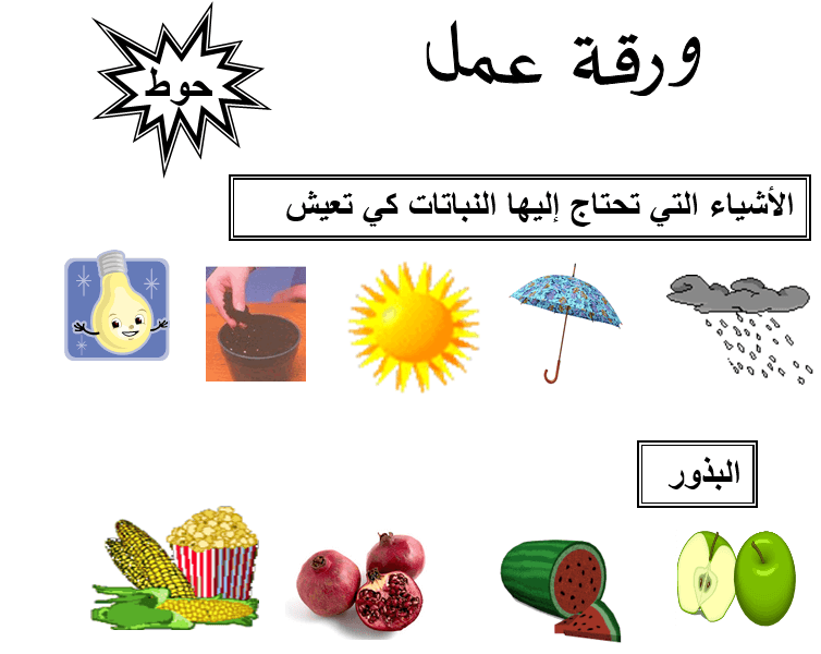 اجزاء النباتات