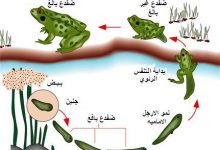 دورة حياة الضفدع