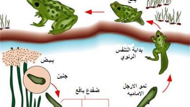 دورة حياة الضفدع