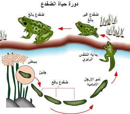 دورة حياة الضفدع